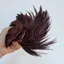 Whiting Exclusive Grizzly Hen Cape in Claret